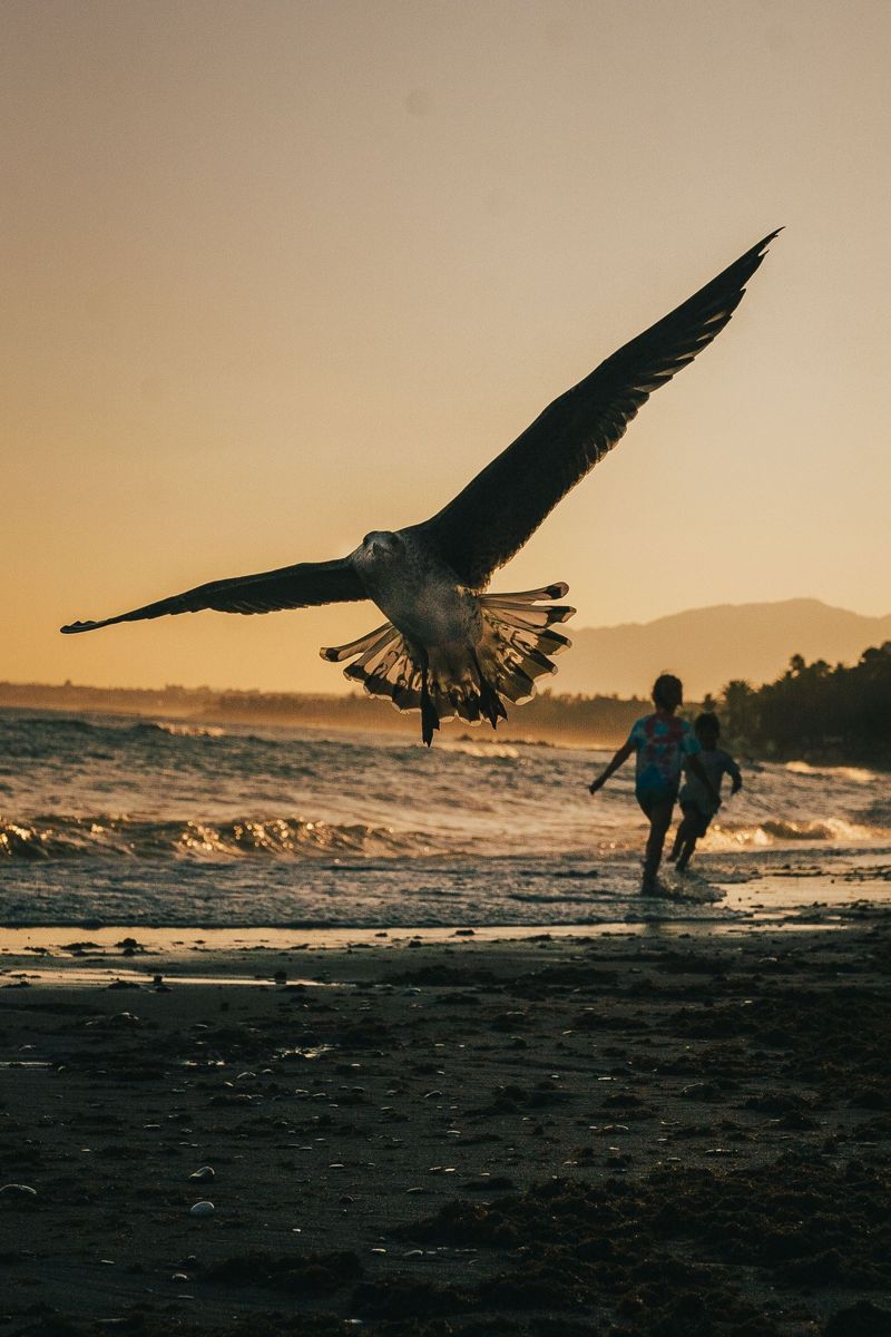 Gaivota a voar junto a duas crianças na praia